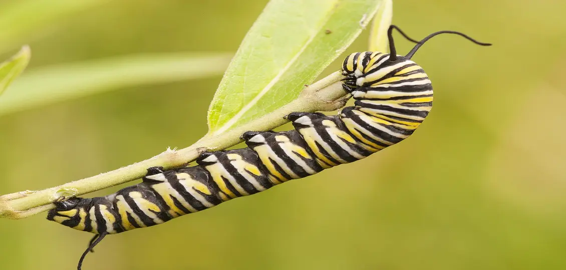 monarch-caterpillar-2482116_1280