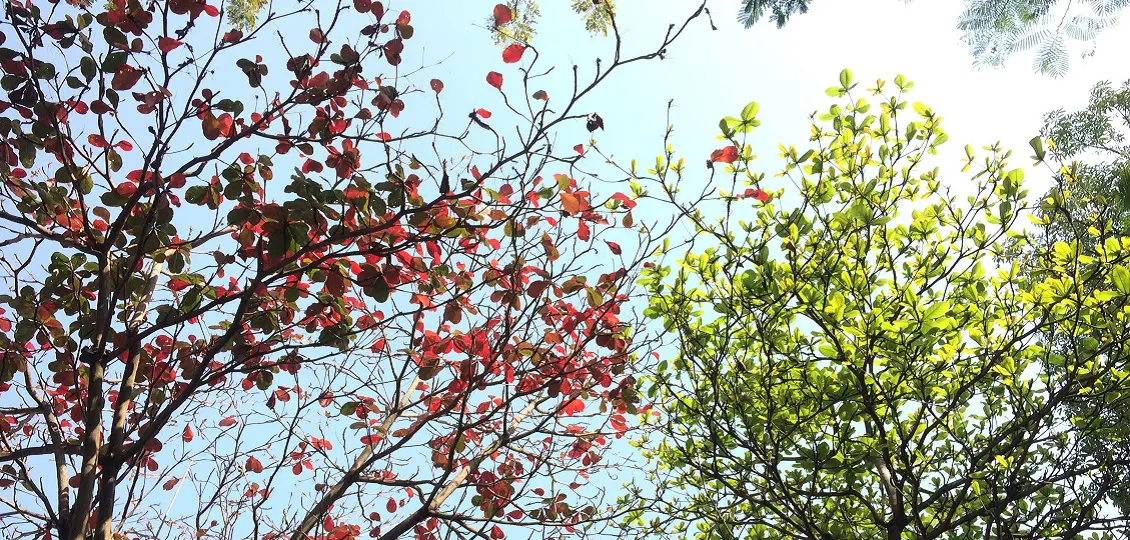 branch changing season