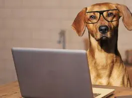 dog sitting at laptop