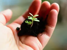 hand holding small green plant