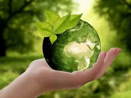 hand holding crystal ball with green plant