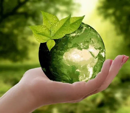 hand holding crystal ball with green plant