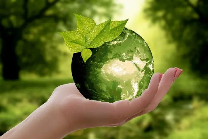 hand holding crystal ball with green plant