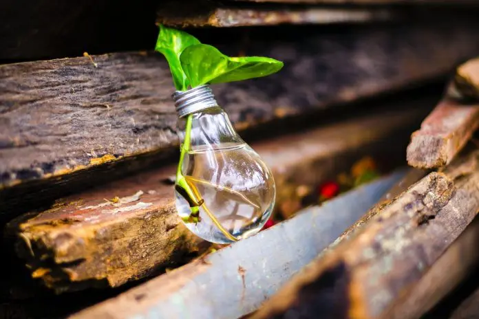 plant growing out of light bulb