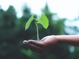 hand holding tree sapling