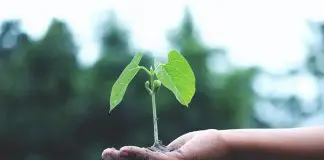 hand holding tree sapling