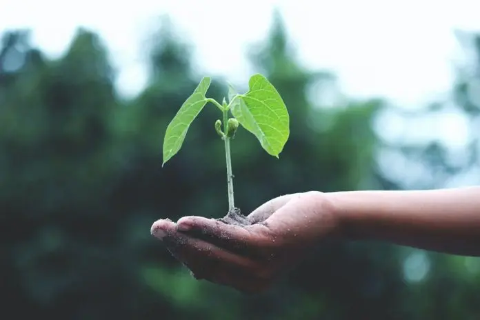 HRHQ ISustainable hand holding tree sapling