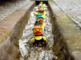 toy ducks in a row in drain