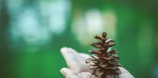 hand holding an acorn
