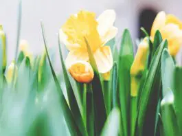 HRHQ April Daffodils