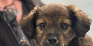 Dogs Trust - Paws for a Cause