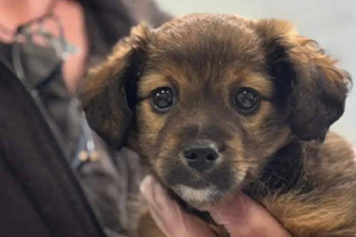 Dogs Trust - Paws for a Cause