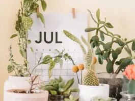 Jump Back July
