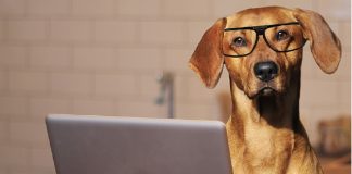 dog sitting at laptop