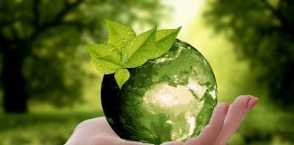 hand holding crystal ball with green plant