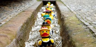 toy ducks in a row in drain